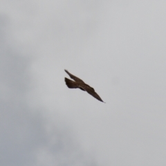Falco peregrinus at Braidwood, NSW - 5 Mar 2022