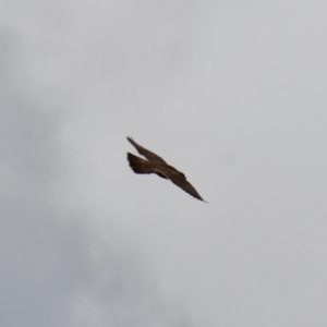 Falco peregrinus at Braidwood, NSW - 5 Mar 2022 03:32 PM