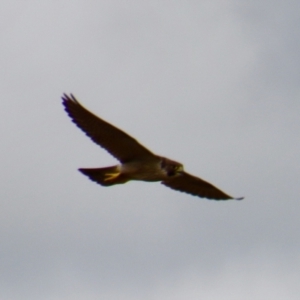 Falco peregrinus at Braidwood, NSW - 5 Mar 2022 03:32 PM