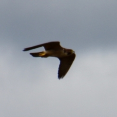 Falco peregrinus at Braidwood, NSW - 5 Mar 2022 03:32 PM