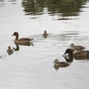 Aythya australis at Gungahlin, ACT - 14 Jan 2022 12:07 PM