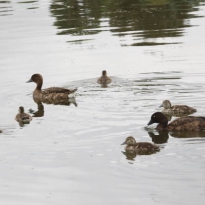 Aythya australis (Hardhead) at Gungahlin, ACT - 14 Jan 2022 by AlisonMilton