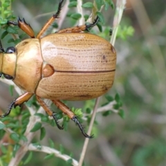 Anoplognathus chloropyrus (Green-tailed Christmas beetle) at Murrumbateman, NSW - 5 Mar 2022 by SimoneC