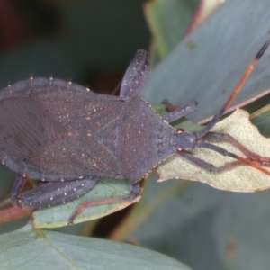 Amorbus sp. (genus) at Throsby, ACT - 4 Mar 2022 10:35 AM