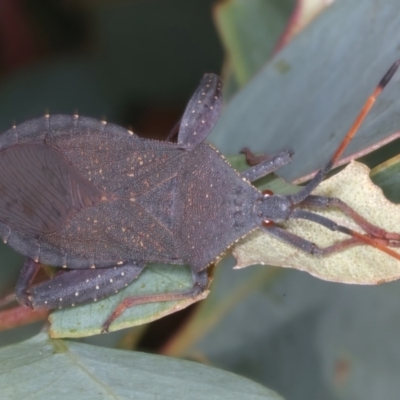 Amorbus sp. (genus) (Eucalyptus Tip bug) at Goorooyarroo NR (ACT) - 3 Mar 2022 by jb2602