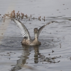 Tachybaptus novaehollandiae (Australasian Grebe) at Gungahlin, ACT - 14 Jan 2022 by AlisonMilton