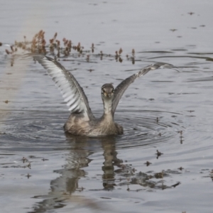 Tachybaptus novaehollandiae at Gungahlin, ACT - 14 Jan 2022