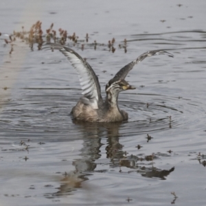 Tachybaptus novaehollandiae at Gungahlin, ACT - 14 Jan 2022