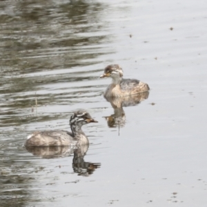 Tachybaptus novaehollandiae at Gungahlin, ACT - 14 Jan 2022