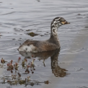 Tachybaptus novaehollandiae at Gungahlin, ACT - 14 Jan 2022