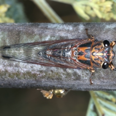 Galanga labeculata (Double-spotted cicada) at Throsby, ACT - 4 Mar 2022 by jb2602