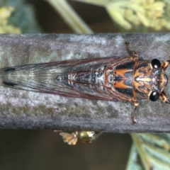 Galanga labeculata (Double-spotted cicada) at Goorooyarroo NR (ACT) - 3 Mar 2022 by jb2602