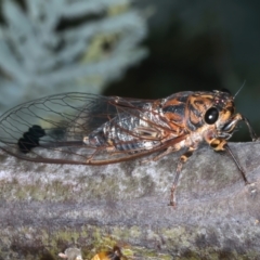 Galanga labeculata at Throsby, ACT - 4 Mar 2022