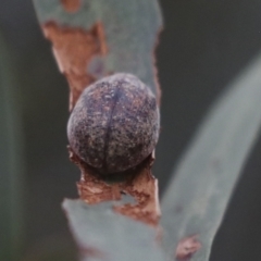 Trachymela sp. (genus) at Gungahlin, ACT - 14 Jan 2022 11:36 AM