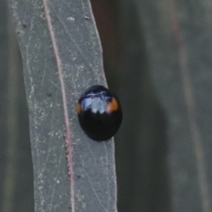 Orcus bilunulatus at Gungahlin, ACT - 14 Jan 2022 11:40 AM