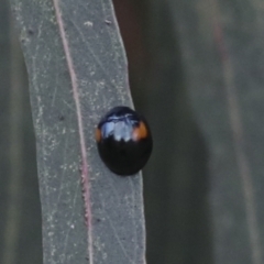 Orcus bilunulatus (Ladybird beetle) at Gungahlin, ACT - 14 Jan 2022 by AlisonMilton