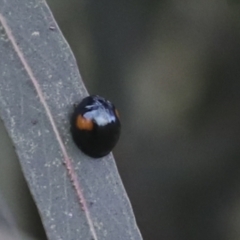 Orcus bilunulatus at Gungahlin, ACT - 14 Jan 2022