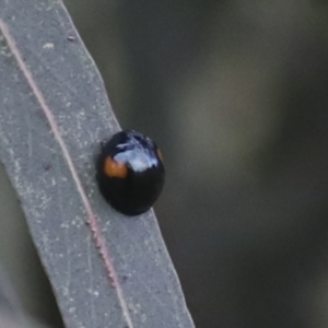 Orcus bilunulatus at Gungahlin, ACT - 14 Jan 2022 11:40 AM