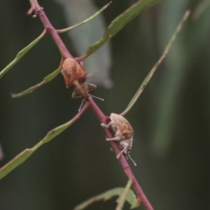 Gonipterus sp. (genus) at Gungahlin, ACT - 14 Jan 2022