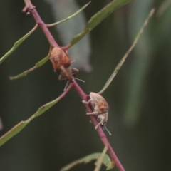 Gonipterus sp. (genus) (Eucalyptus Weevil) at Gungahlin, ACT - 14 Jan 2022 by AlisonMilton