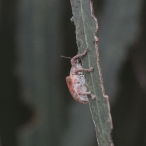 Gonipterus sp. (genus) at Gungahlin, ACT - 14 Jan 2022