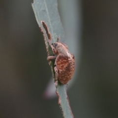 Gonipterus sp. (genus) at Gungahlin, ACT - 14 Jan 2022