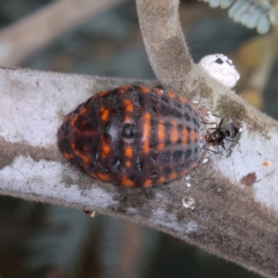 Monophlebulus sp. (genus) (Giant Snowball Mealybug) at Throsby, ACT - 4 Mar 2022 by jb2602