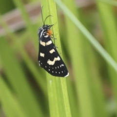 Phalaenoides tristifica (Willow-herb Day-moth) at Gungahlin, ACT - 14 Jan 2022 by AlisonMilton