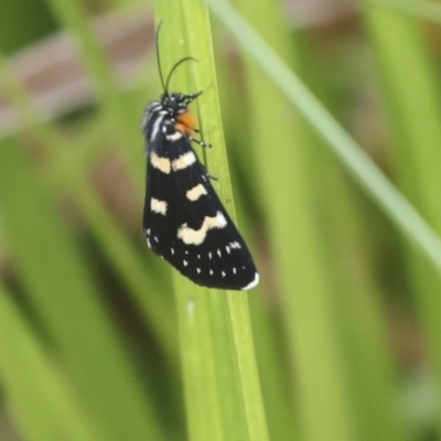 Phalaenoides tristifica (Willow-herb Day-moth) at Gungahlin, ACT - 14 Jan 2022 by AlisonMilton