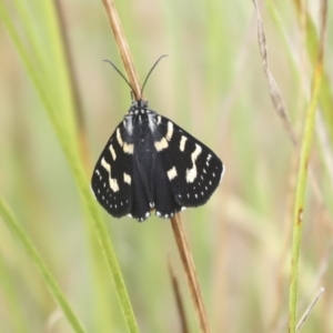 Phalaenoides tristifica at Gungahlin, ACT - 14 Jan 2022 11:24 AM