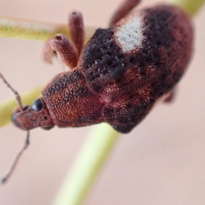 Gonipterus pulverulentus (Eucalyptus weevil) at Murrumbateman, NSW - 5 Mar 2022 by SimoneC