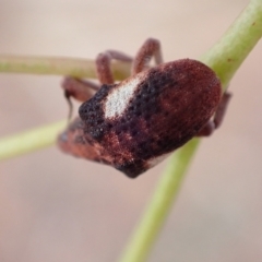 Gonipterus pulverulentus at Murrumbateman, NSW - 5 Mar 2022