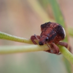Gonipterus pulverulentus at Murrumbateman, NSW - 5 Mar 2022