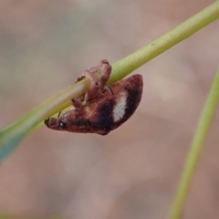 Gonipterus pulverulentus at Murrumbateman, NSW - 5 Mar 2022