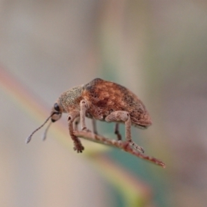 Gonipterus scutellatus at Murrumbateman, NSW - 5 Mar 2022