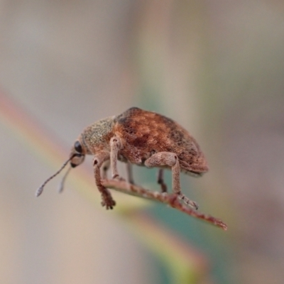 Gonipterus scutellatus (Eucalyptus snout beetle, gum tree weevil) at Murrumbateman, NSW - 5 Mar 2022 by SimoneC