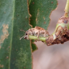 Gonipterus scutellatus at Murrumbateman, NSW - 5 Mar 2022