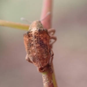 Gonipterus scutellatus at Murrumbateman, NSW - 5 Mar 2022