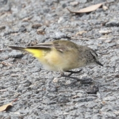 Acanthiza chrysorrhoa (Yellow-rumped Thornbill) at Gungahlin, ACT - 19 Jan 2022 by AlisonMilton