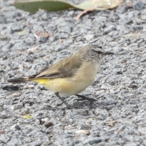 Acanthiza chrysorrhoa at Gungahlin, ACT - 19 Jan 2022 10:04 AM