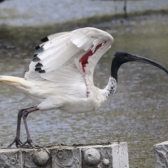 Threskiornis molucca (Australian White Ibis) at Gungahlin, ACT - 19 Jan 2022 by AlisonMilton