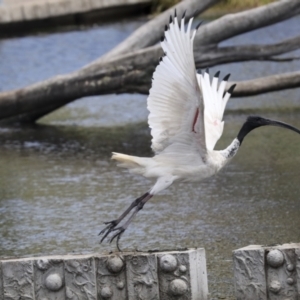 Threskiornis molucca at Gungahlin, ACT - 19 Jan 2022 11:50 AM