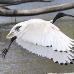 Threskiornis molucca at Gungahlin, ACT - 19 Jan 2022