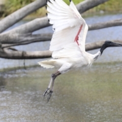 Threskiornis molucca at Gungahlin, ACT - 19 Jan 2022 11:50 AM