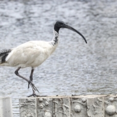 Threskiornis molucca at Gungahlin, ACT - 19 Jan 2022