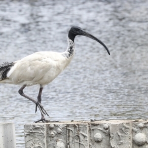 Threskiornis molucca at Gungahlin, ACT - 19 Jan 2022 11:50 AM