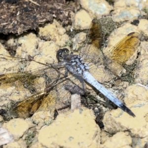 Orthetrum caledonicum at Gungahlin, ACT - 19 Jan 2022