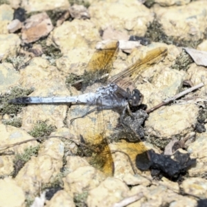 Orthetrum caledonicum at Gungahlin, ACT - 19 Jan 2022