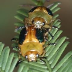 Calomela parilis at Throsby, ACT - 4 Mar 2022 02:32 PM