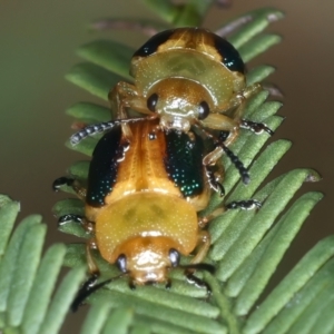 Calomela parilis at Throsby, ACT - 4 Mar 2022 02:32 PM